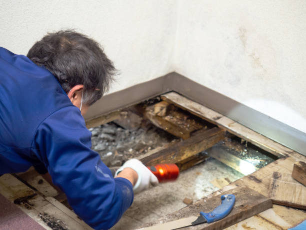 Fairplains, NC Mold Removal Company