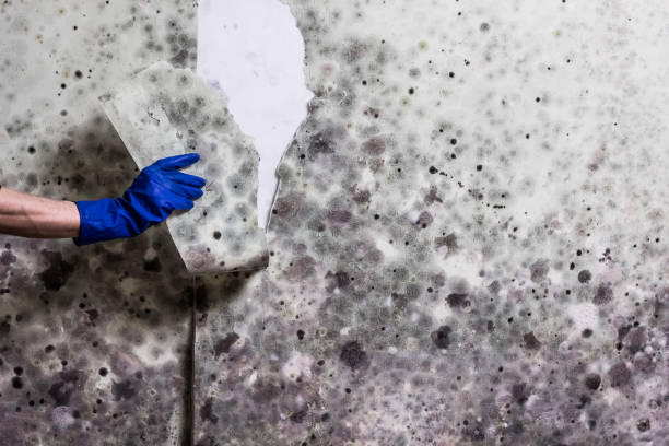 Best Mold Cleaning Services  in Fairplains, NC