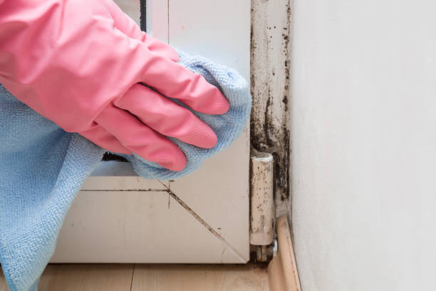 Best Emergency Mold Removal  in Fairplains, NC