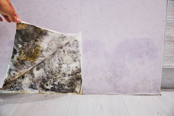 Best Toxic Mold Removal  in Fairplains, NC